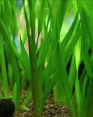 Vallisneria gigantea