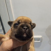 Bulldog francese