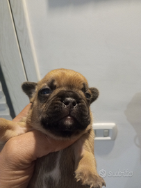 Bulldog francese