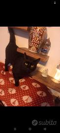 Gatto nero