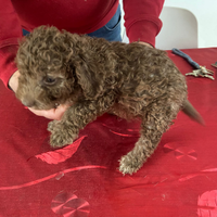 Cucciolo lagotto romagnolo