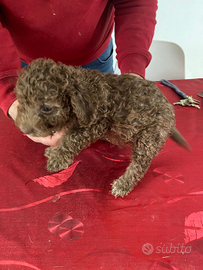 Cucciolo lagotto romagnolo