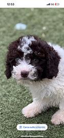 Lagotto romagnolo