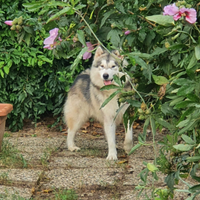 Alaskan Malamute maschio disponibile per monta