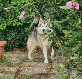 Alaskan Malamute maschio disponibile per monta