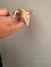 Geco leopardino