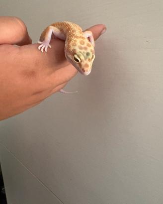 Geco leopardino