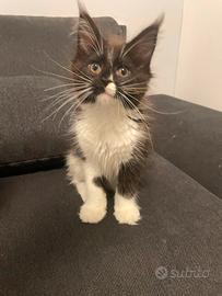 Cuccioli di maine coon