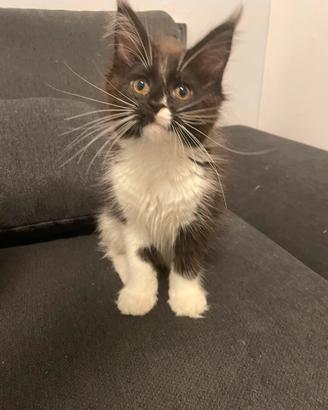 Cuccioli di maine coon
