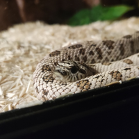 Serpenti heterodon nasicus morph