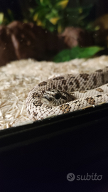 Serpenti heterodon nasicus morph