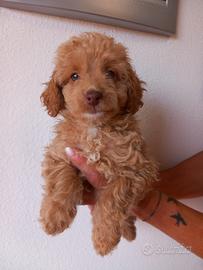 Cuccioli cockapoo F2