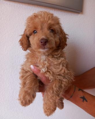 Cuccioli cockapoo F2