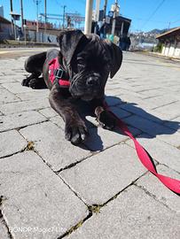 Cane boxer
