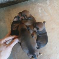 Cuccioli di pinscher toy