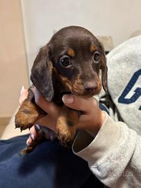 Cuccioli bassotti cioccolato