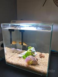 Acquario 30 l newa con accessori vari e 2 pesci