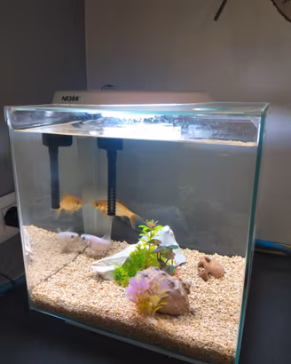 Acquario 30 l newa con accessori vari e 2 pesci