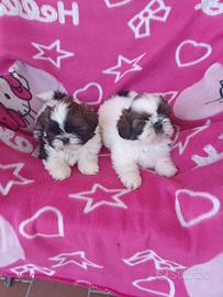 Shih Tzu cuccioli