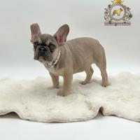 Dolcissima Bulldog Francese Sable'