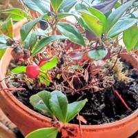 pianta di gaultheria 