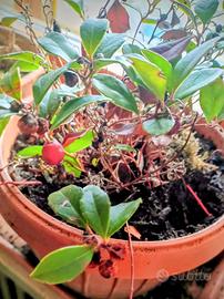 pianta di gaultheria 