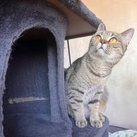 British Shorthair sterilizzata con pedigree wcf