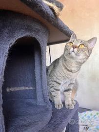 British Shorthair sterilizzata con pedigree wcf