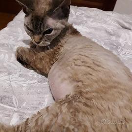 Devon Rex