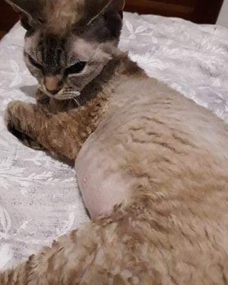 Devon Rex