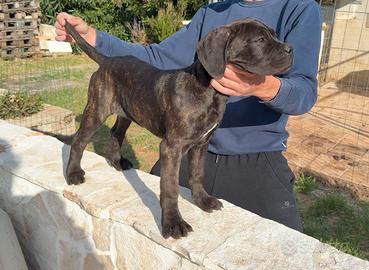 Cane corso cucciola