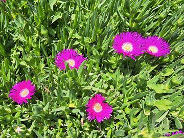 Carpobrotus quadrifidus pianta grassa tappezzante