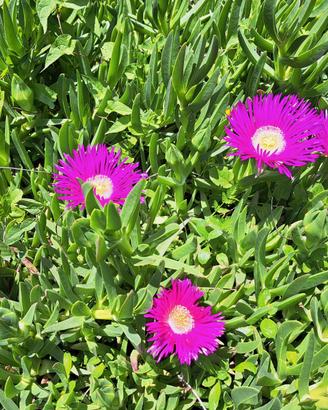 Carpobrotus quadrifidus pianta grassa tappezzante