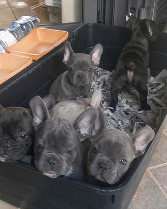 Cuccioli di bulldog francese