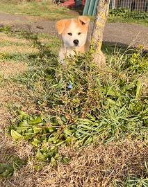 Cucciola Akita Inu