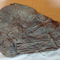 Lastra con fossili Crinoide Sciphocrinites Elegans