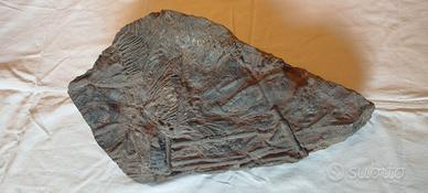 Lastra con fossili Crinoide Sciphocrinites Elegans