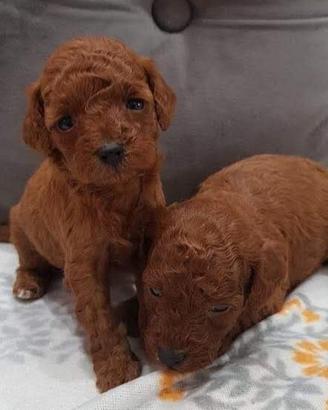 Barboncini Taglia Toy con pedigree enci