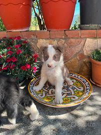 Cuccioli di Border Collie