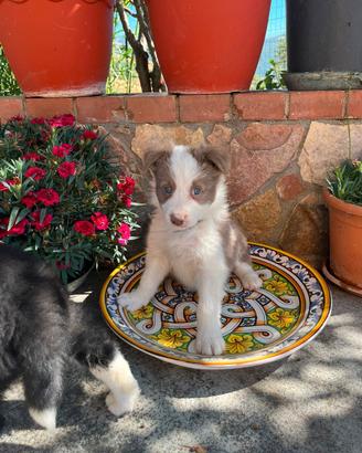 Cuccioli di Border Collie