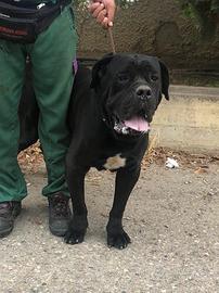 Maschio cane corso