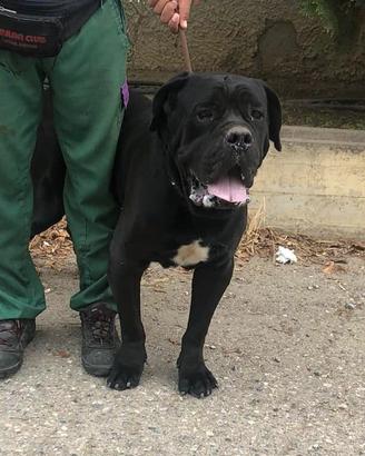 Maschio cane corso
