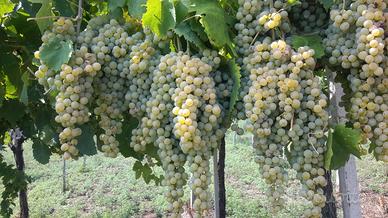 Uva da vino Bianca e Rossa