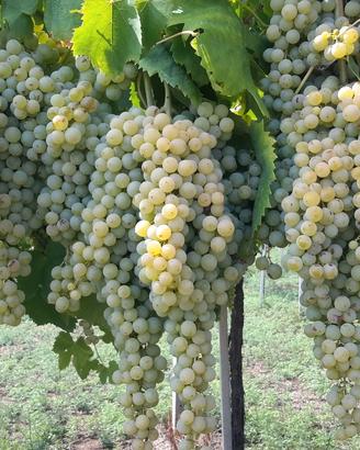 Uva da vino Bianca e Rossa