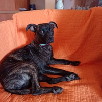American Pitt bull terrier nano adba