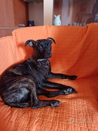 American Pitt bull terrier nano adba