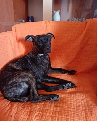 American Pitt bull terrier nano adba