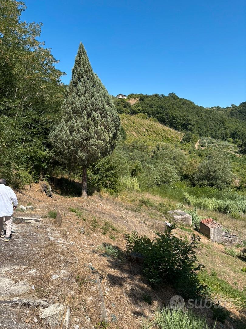 Terreno agricolo DOCG Tufo - Altro
