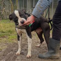 Amstaff maschio in adozione