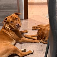 American pittbul terrier da monta